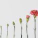 change models in project management